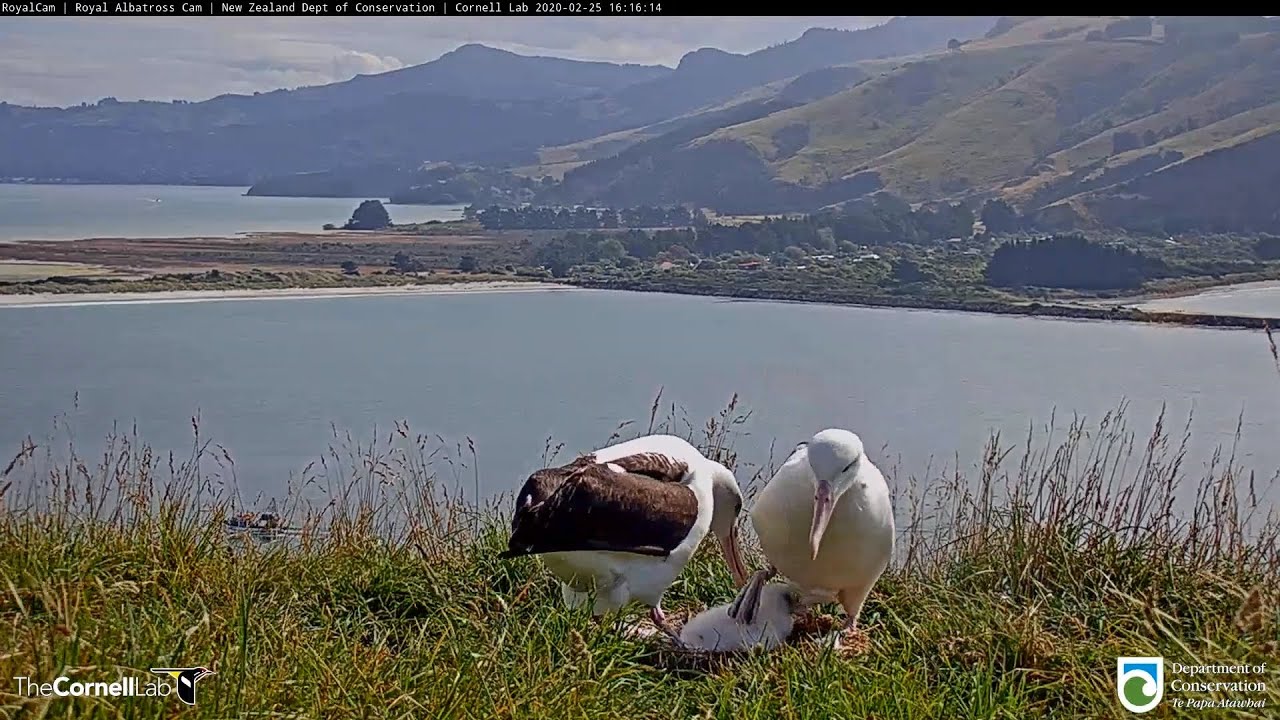 20.02.25 Live Royal Albatross Cam - YRK回來 YRK is back 