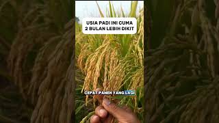 USIA PADI INI CUMA 65 - 75 HARI SAJA #shorts