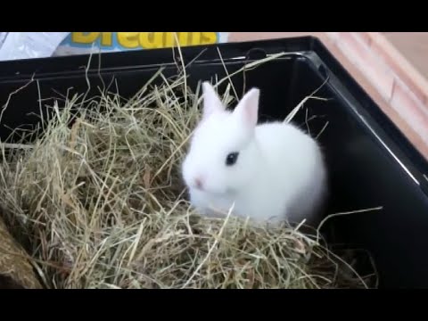 Video: 3 moduri de a determina sexul unui hamster