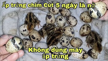 Cách Ấp Trứng Chim Cút Siêu Nhanh Nở