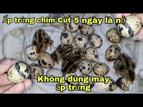 Video Cách Ấp Trứng Chim Cút Siêu Nhanh Nở - youtube