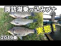 リアル‼️ 諏訪湖の乗っ込み鮒リベンジ釣行で何が解ったのか❗️（前編） 2019年5月下旬　【小物釣り フナ  マブナ】