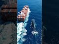 Blue Whale Caught on Camera | Massive Whale in Ocean Waves
