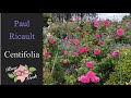Paul Ricault Centifolia Rose Zone 8a OUTSTANDING Color Paul Ricault Centifolia Rose Zone 8a OUTSTANDING Color