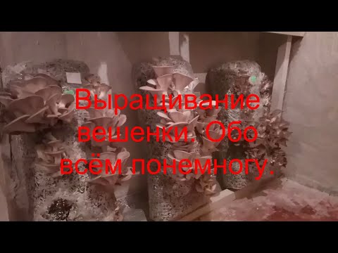 Выращивание вешенки. Обо всём понемногу.