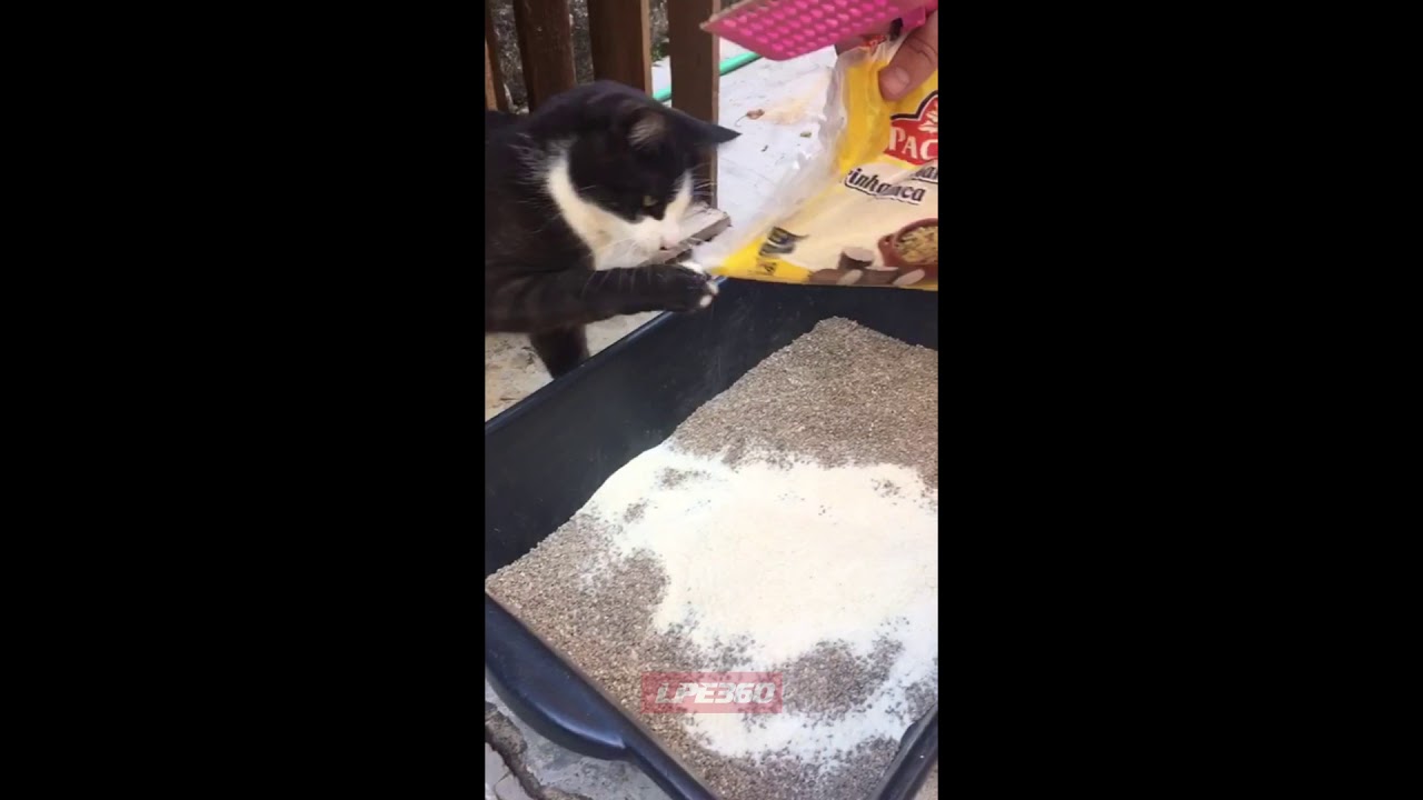 Cat doesn't like flour in his litter box YouTube