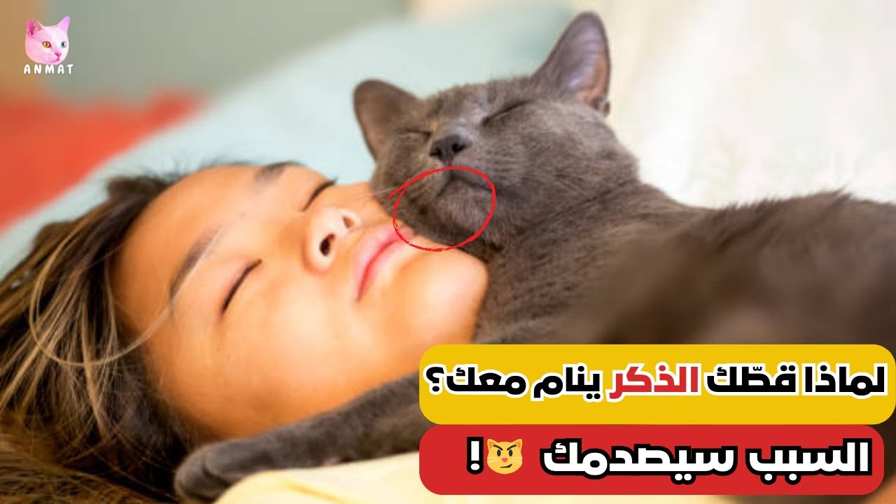 أسرار غريبة وراء نوم القطط مع أصحابها