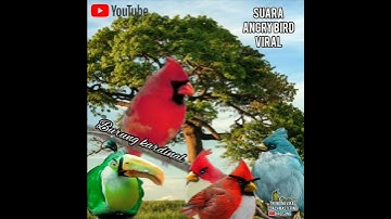 burung angry bird alias cardinal suara