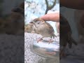 ナデナデ #bird #japanese sparrow