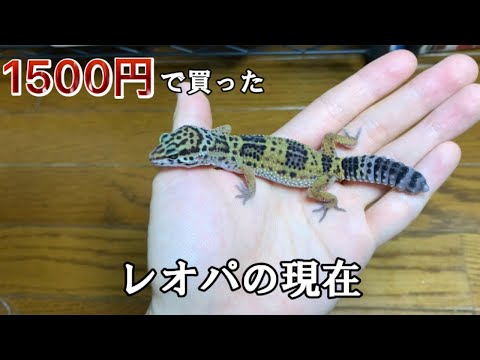 CoCoオーダー作品モールのレオパ2、アメフクラガエル、ミヤコヒキ