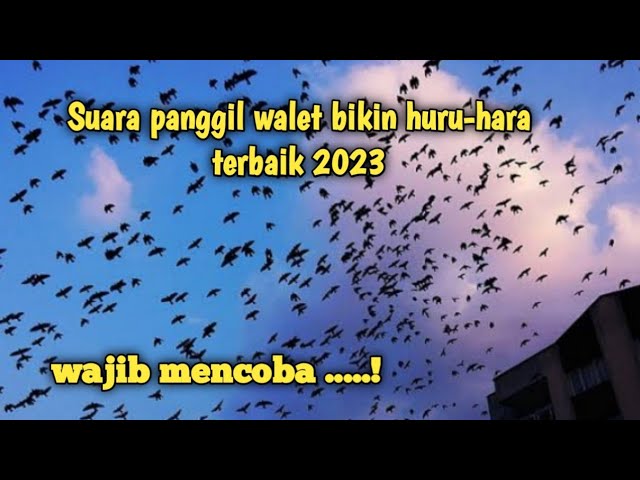 suara panggil walet bikin huru-hara terbaik 2023, wajib mencoba class=