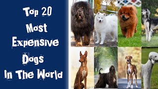 Top 20 Most Expensive Dogs In The World