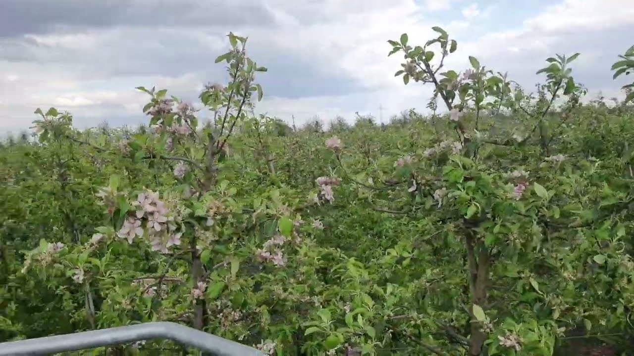 👩🏻‍🌾👨🏻‍🌾 Almanyada elma yetiştiriciliği elma iç kurduyla organik mücadele #almanyada