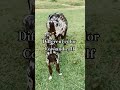 Nice Cow and calf  #viral #recommended #viralshorts #shortsvideo