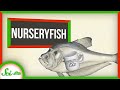 Nurseryfish Dads Give Their Young a Headstart… Literally