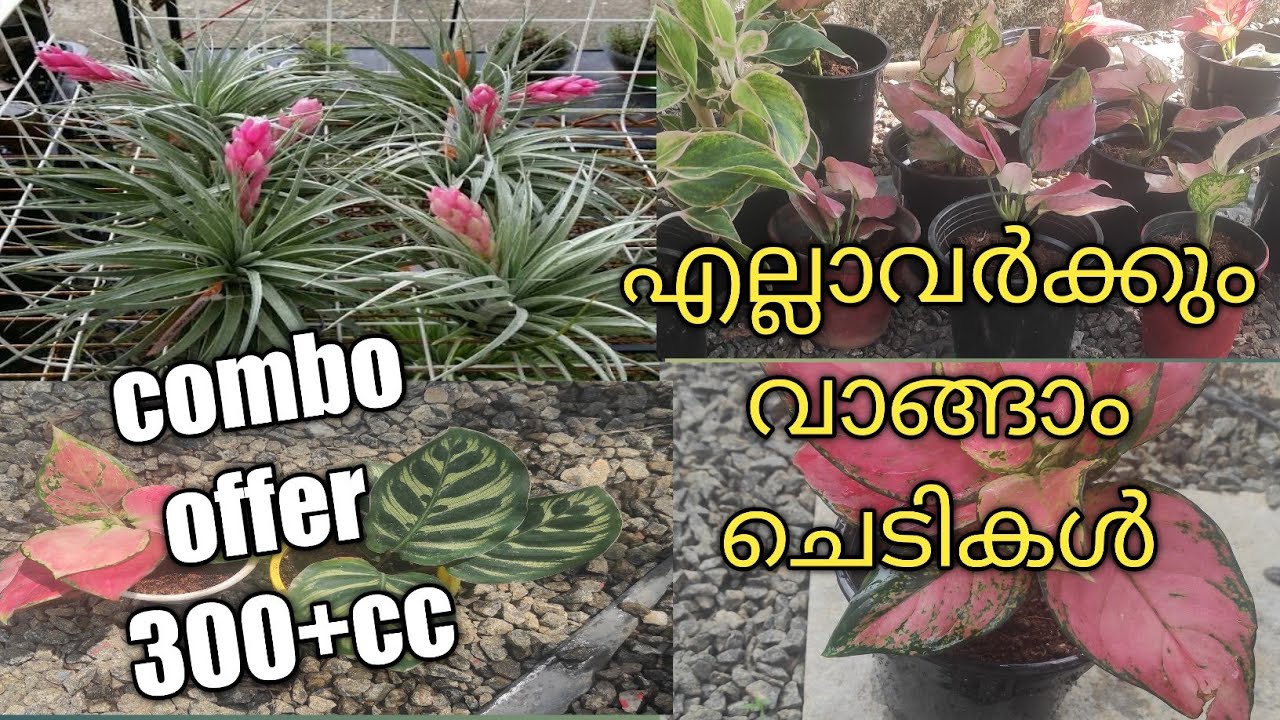 അങ്ങനെ ഞാനും തുടങ്ങി plants saleplants online offerplants