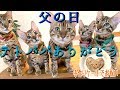 父の日にイクメンベンガル父猫テトをお祝いしてみた