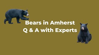 Bears in Amherst: Q & A with the Experts