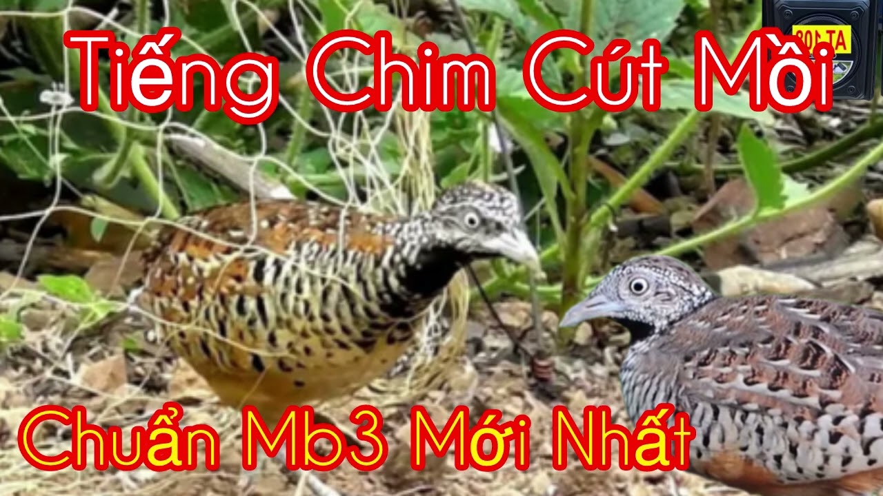 Tiếng Chim Cút,Tiếng Chim Cút Mồi ,Chuẩn Mb3 Không Tạp Âm.Mới Nhất 2024.