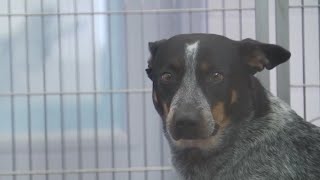 Georgetown looks to improve pet boarding safety | FOX 7 Austin