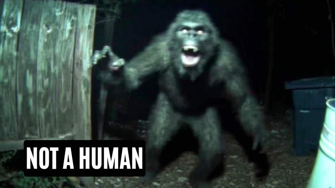 Bizarre Creatures Are Caught on Trail Cam — Unthinkable Videos