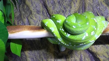 Meet ZOD, 1.0 LTC Aru Green Tree Python