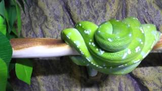 Meet ZOD, 1.0 LTC Aru Green Tree Python