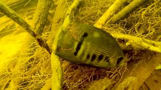 Severum Cichlid Habitat Comparison