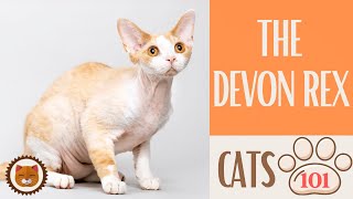 Cats 101  DEVON REX CAT  Top Cat Facts about the DEVON REX