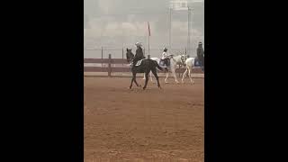 Zanums World   Horse Riding  Horsekids