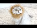 ライオンになりきりたい猫がかわいい【100均セリアかぶりもの】