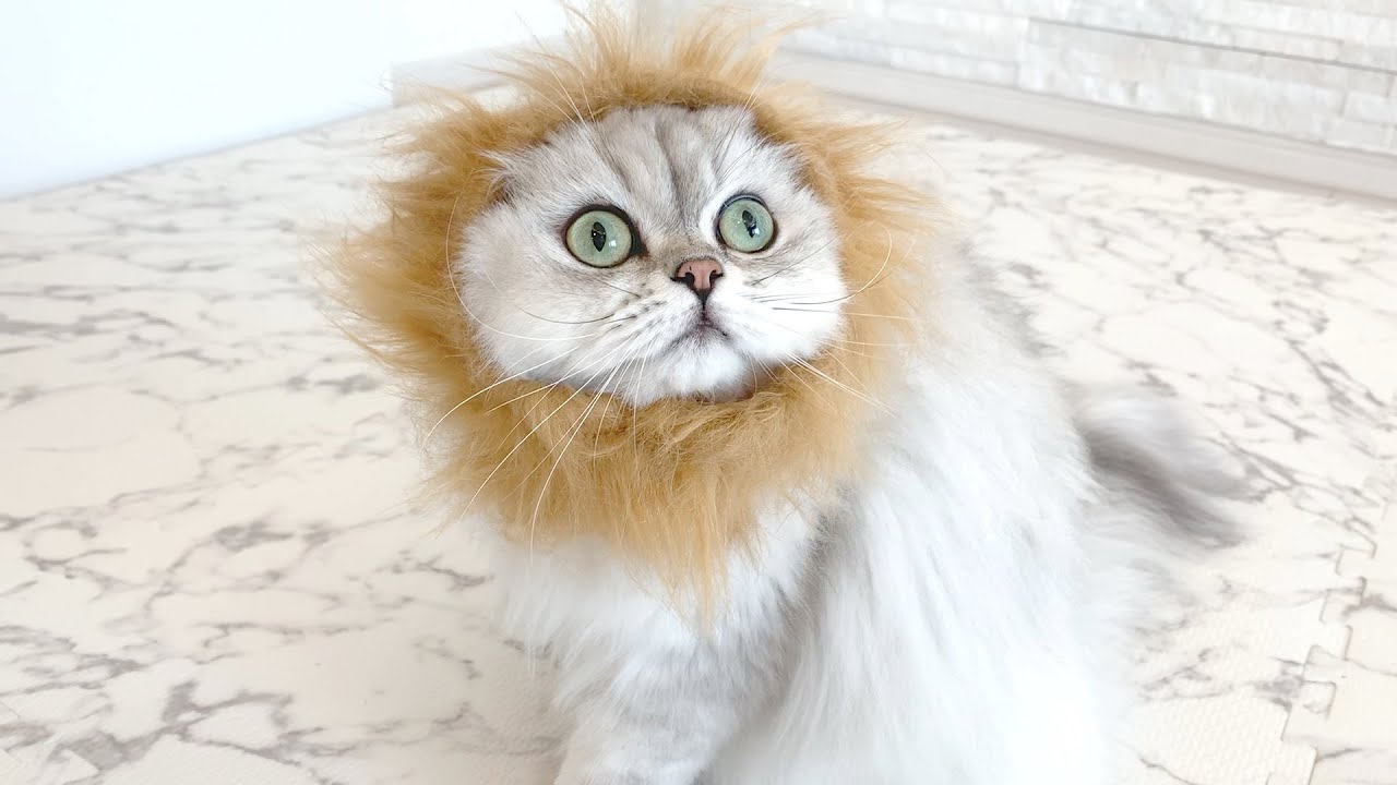 ライオンになりきりたい猫がかわいい 100均セリアかぶりもの Youtube