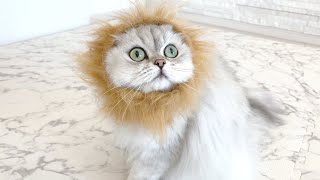 ライオンになりきりたい猫がかわいい【100均セリアかぶりもの】