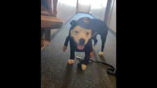 Puppy Dresses As a UPS Delivery Man And Goes Out To Drop Off His First Package