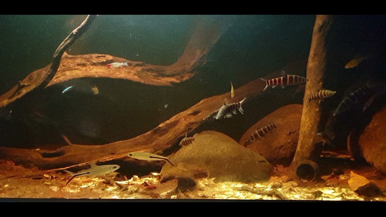 Atabapo Biotope | Synaptolaemus latofasciatus