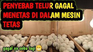 PENYEBAB TELUR GAGAL MENETAS DI DALAM MESIN TETAS