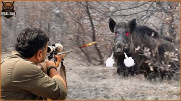 100 Wild Boar Headshots - How American Hunters Deal with 9 Million Invasive Wild Boars with Guns