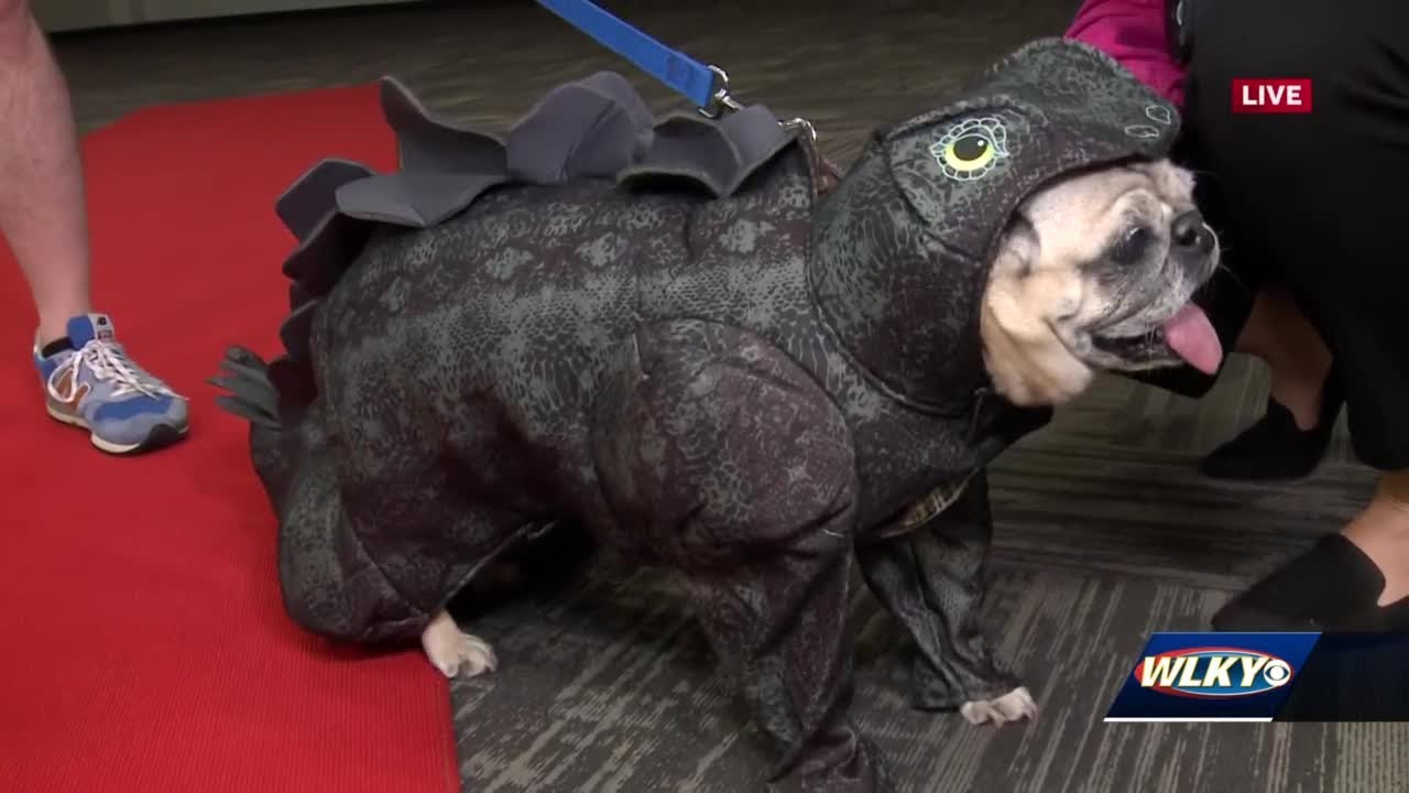 More than 2,000 pugs expected in Louisville for Bluegrass PugFest