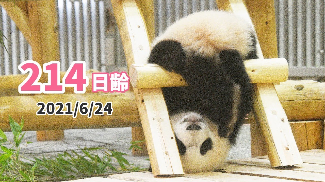 【パンダの赤ちゃん（楓浜）】どこだってなんだって遊んじゃう（214日齢）