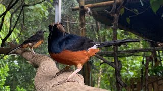 Download Lagu This is a mother magpie robin feeding her chicks MP3