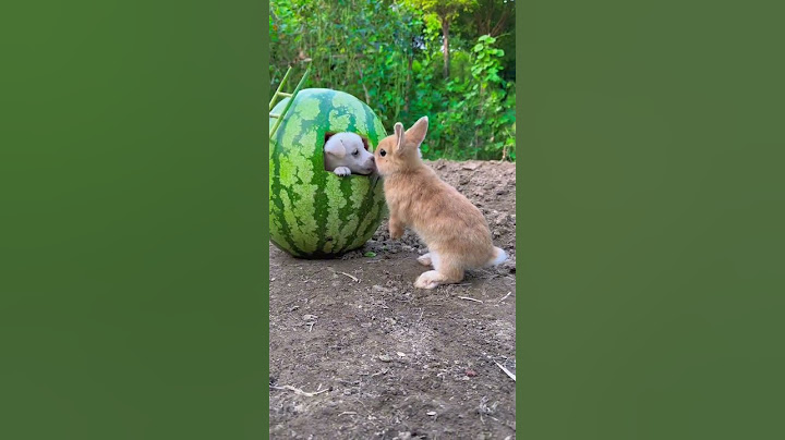 When Rabbit Meets Dog, Cute Rabbit, Little Cute Pastoral Pet
