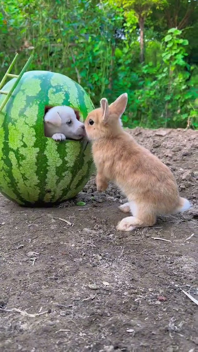 When Rabbit Meets Dog, Cute Rabbit, Little Cute Pastoral Pet