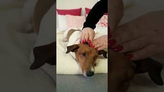 Thai 💆 massage #shorts #youtubeshorts #funny #animallover #shortsyoutube #puppies #doglovers