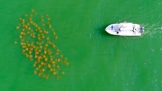 Sight Fishing Cobia in Virginia Beach - 4K