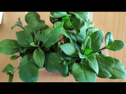 Как формировать петунию