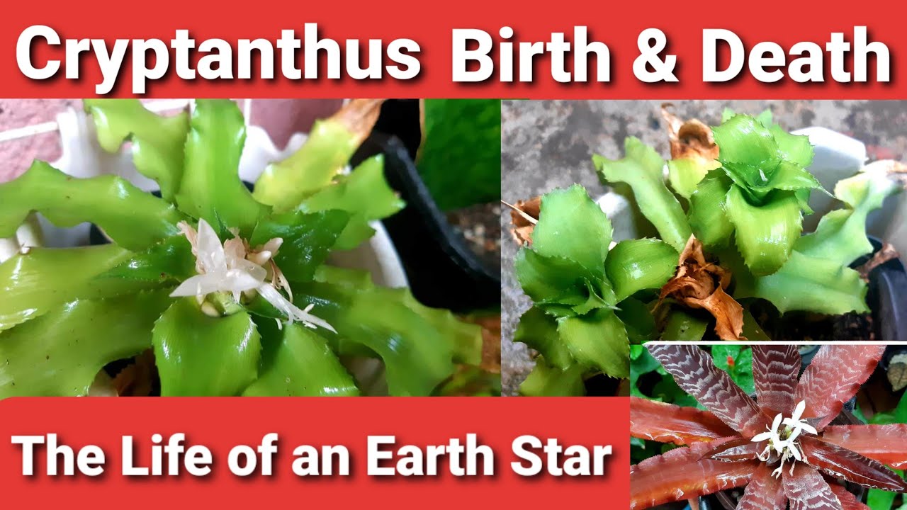 Cryptanthus Lifecycle | Earth Star Birth & Death