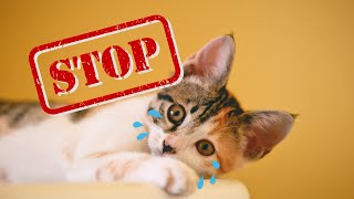 Discover the Top 20 Things You Must Stop 🚨 Doing to Your Cat!😺