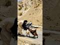 Balouchistan ke pahari bakrey ki larai|