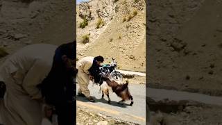 Balouchistan ke pahari bakrey ki larai|