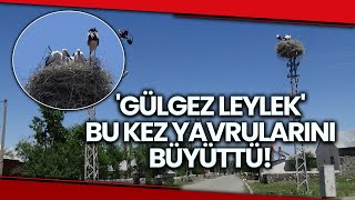 Geçen Yıl Yavruları Ölen Gülgez Leylek, Bu Kez Yavrularını Büyütmeyi Başardı